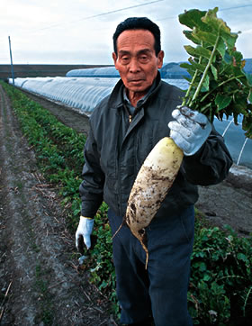 Mr. Kobayashi holding a daikon radish he harvested.