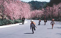 Pathway with weeping cherry tree