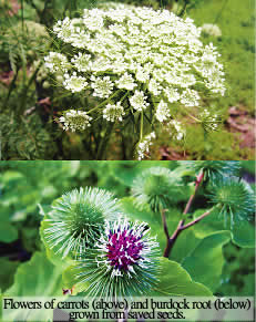 Flowers of carrots (above) and burdock root (below) grown from saved seeds.