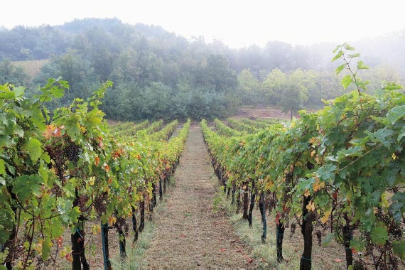 The Grandama vineyard